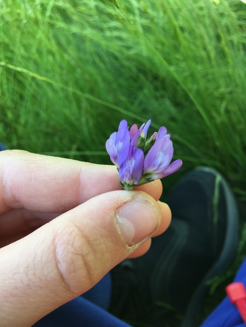 Astragalus danicus photo 3