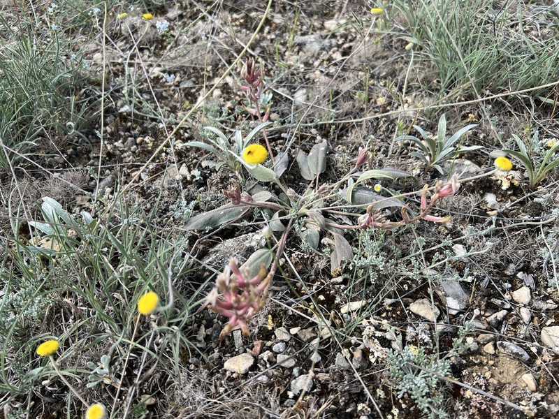 Astragalus darendensis
