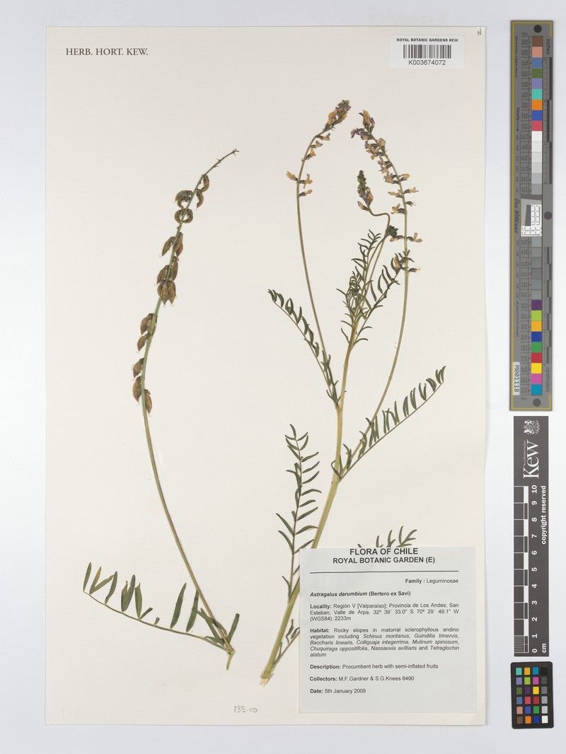 Astragalus darumbium