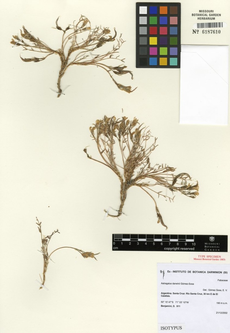 Astragalus darwinianus
