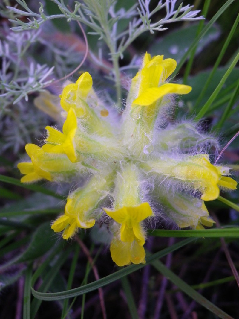 Astragalus dasyanthus photo 2