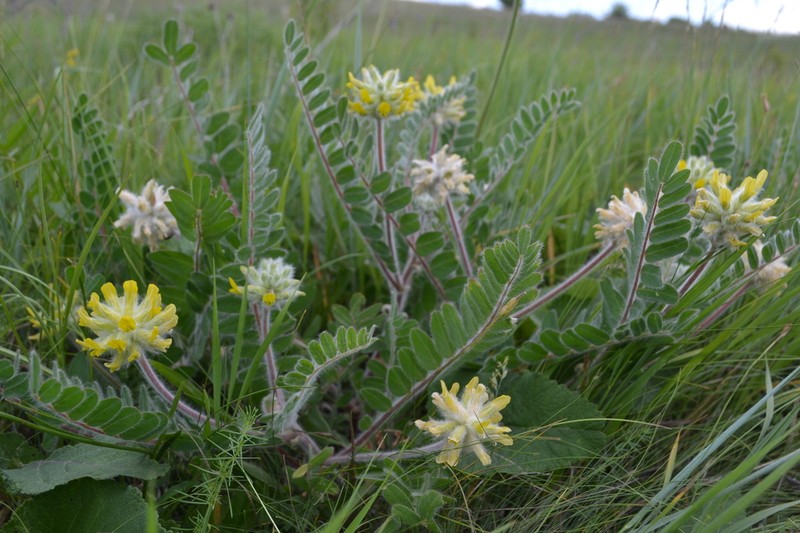 Astragalus dasyanthus photo 3