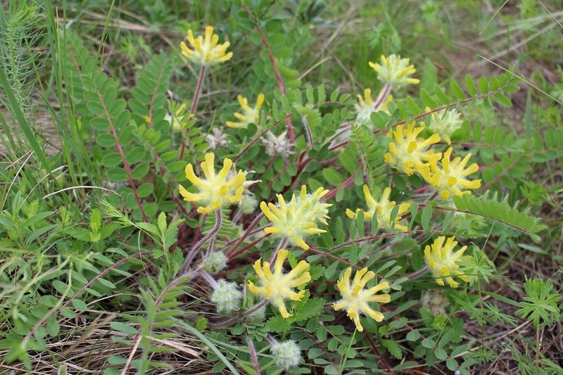 Astragalus dasyanthus photo 4
