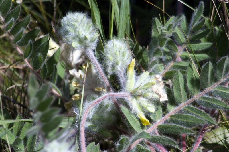 Astragalus dasyanthus photo 5