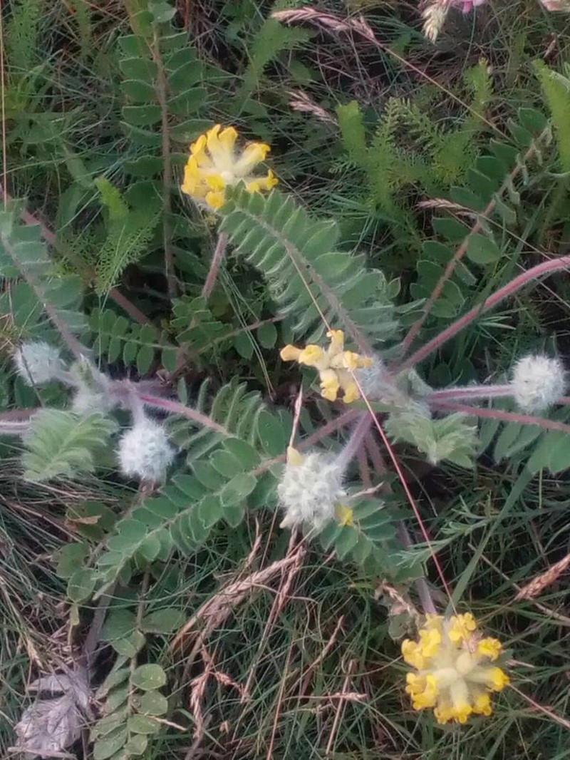 Astragalus dasyanthus photo 6