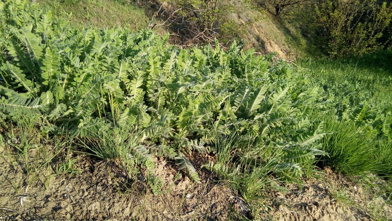 Astragalus dasyanthus photo 8