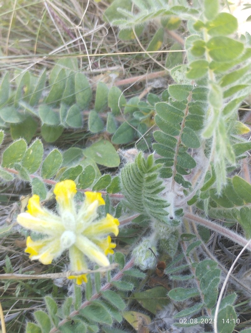 Astragalus dasyanthus