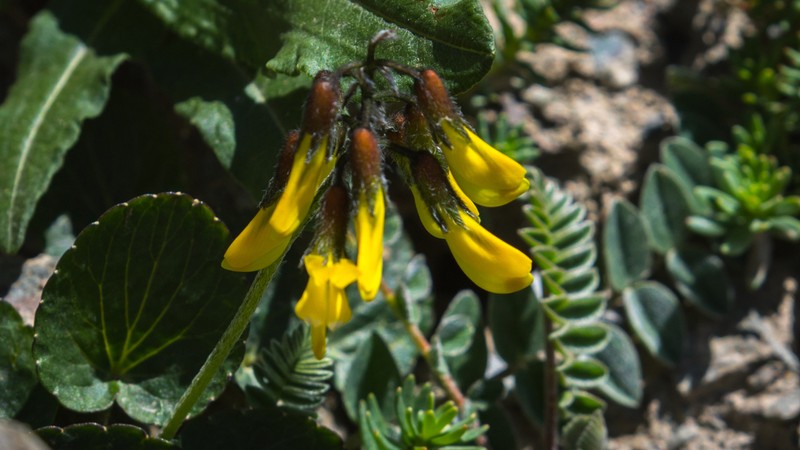 Astragalus datuensis