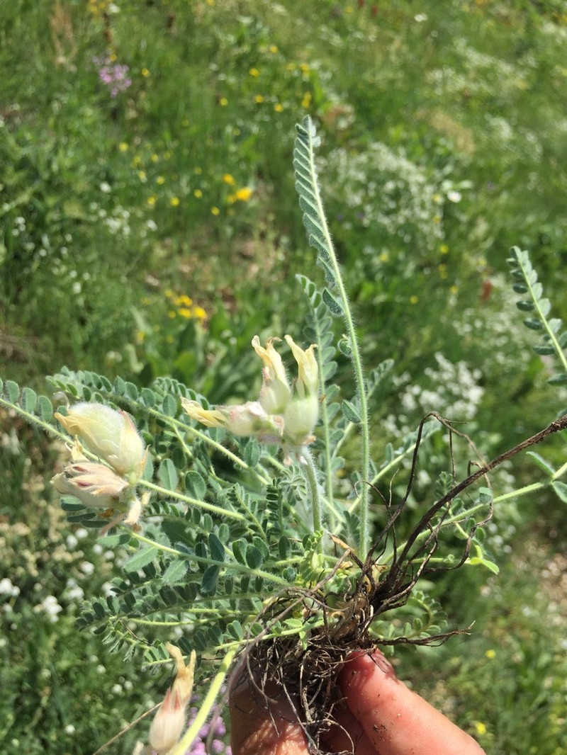 Astragalus davisii