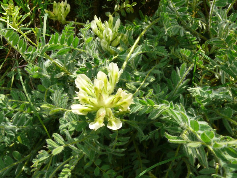 Astragalus davisii photo 2