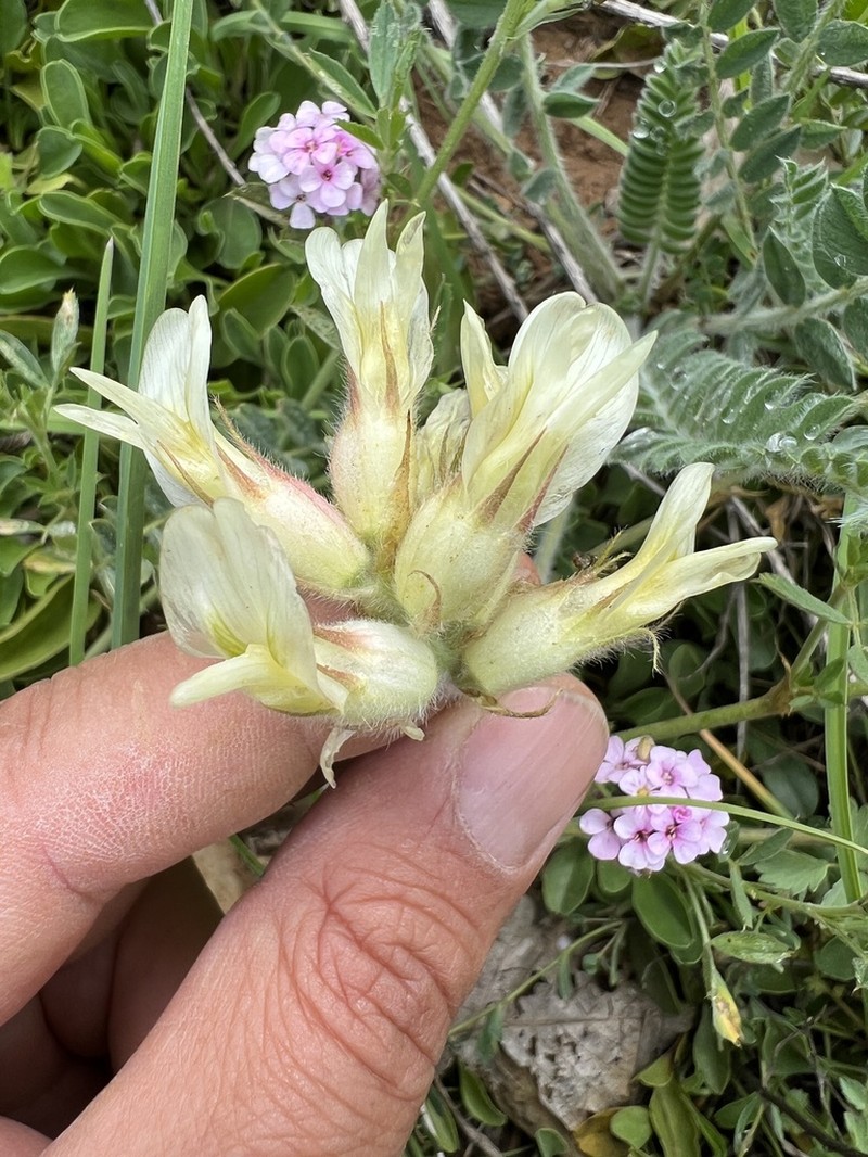 Astragalus davisii photo 3