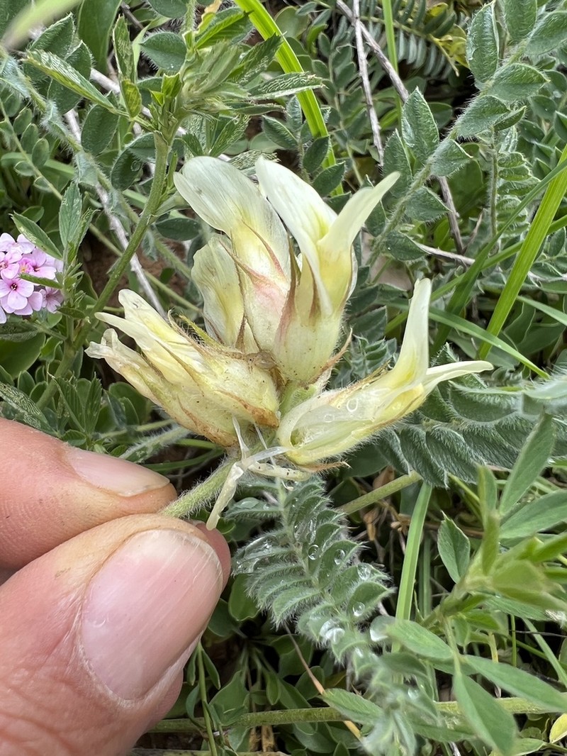 Astragalus davisii photo 4