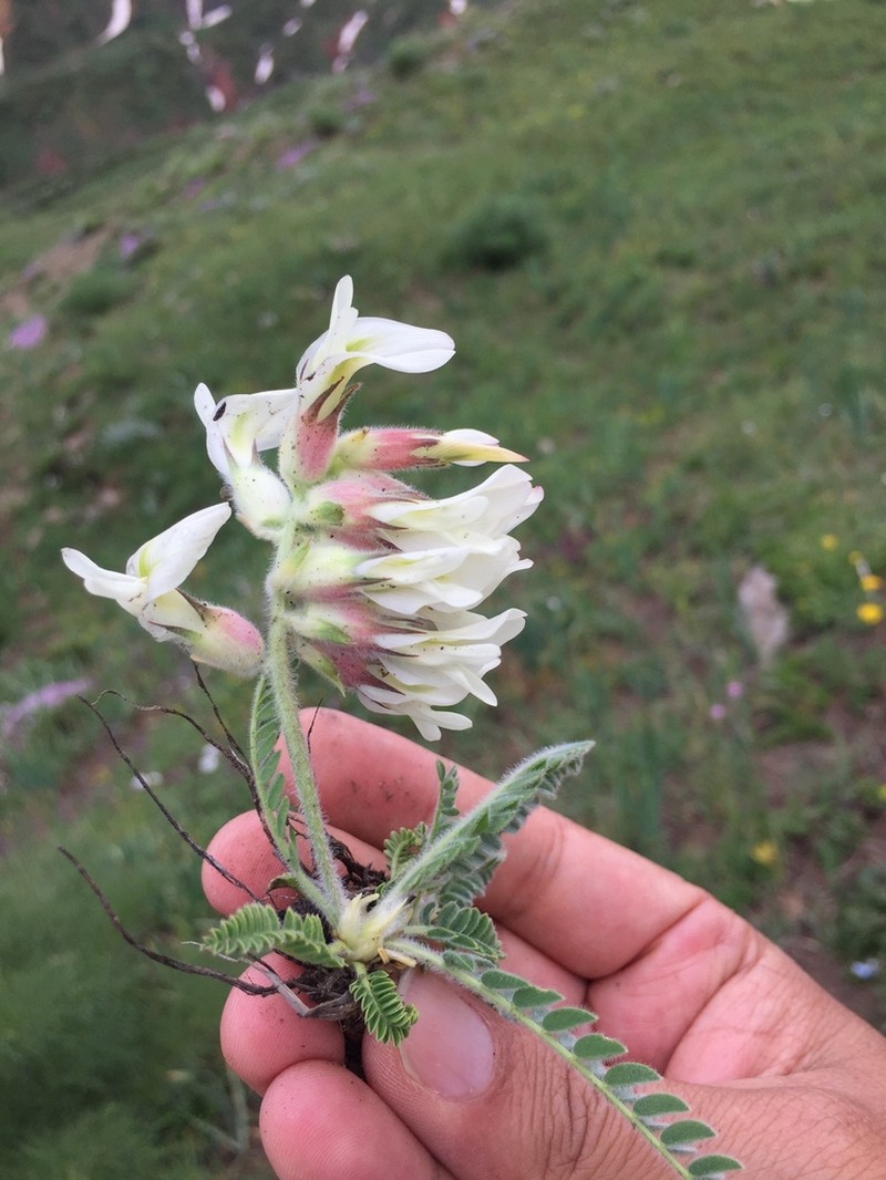 Astragalus davisii photo 5