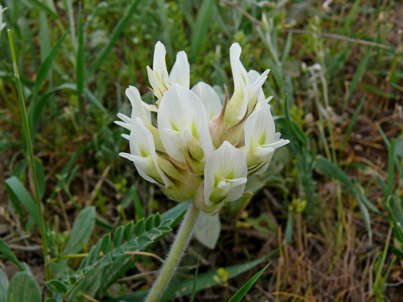 Astragalus davisii photo 6