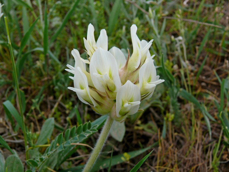 Astragalus davisii photo 7