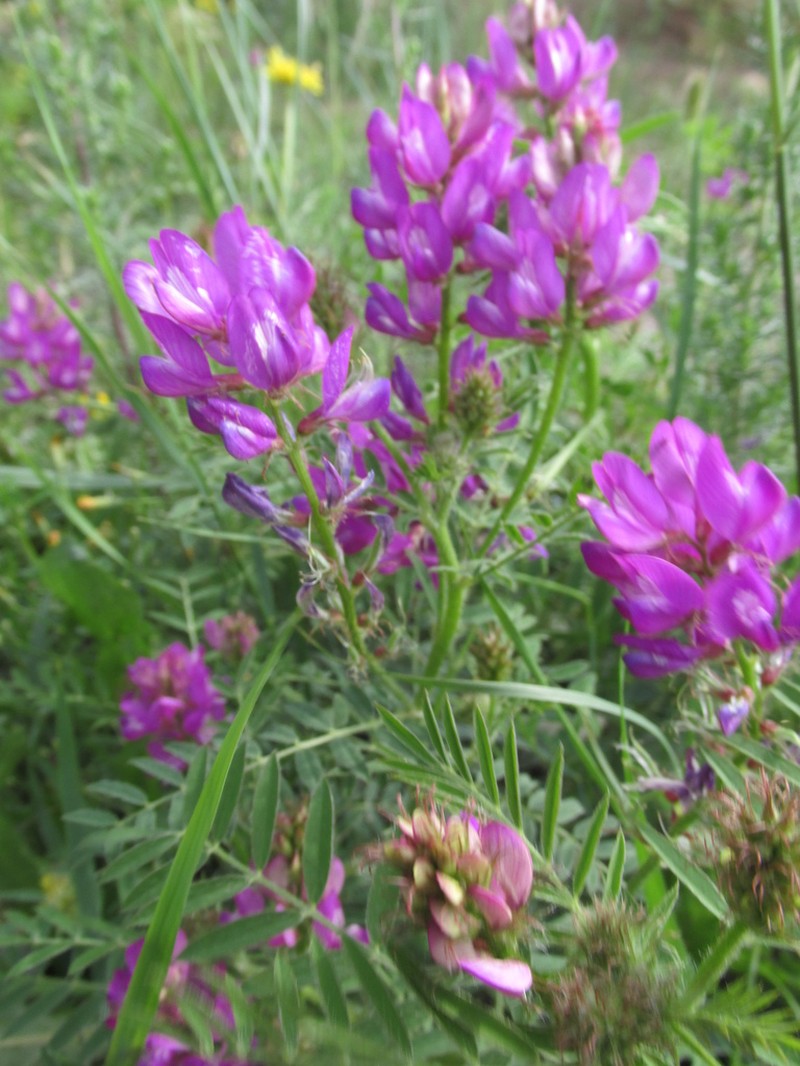 Astragalus davuricus photo 2
