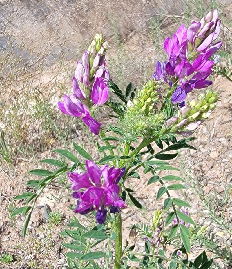 Astragalus davuricus photo 3