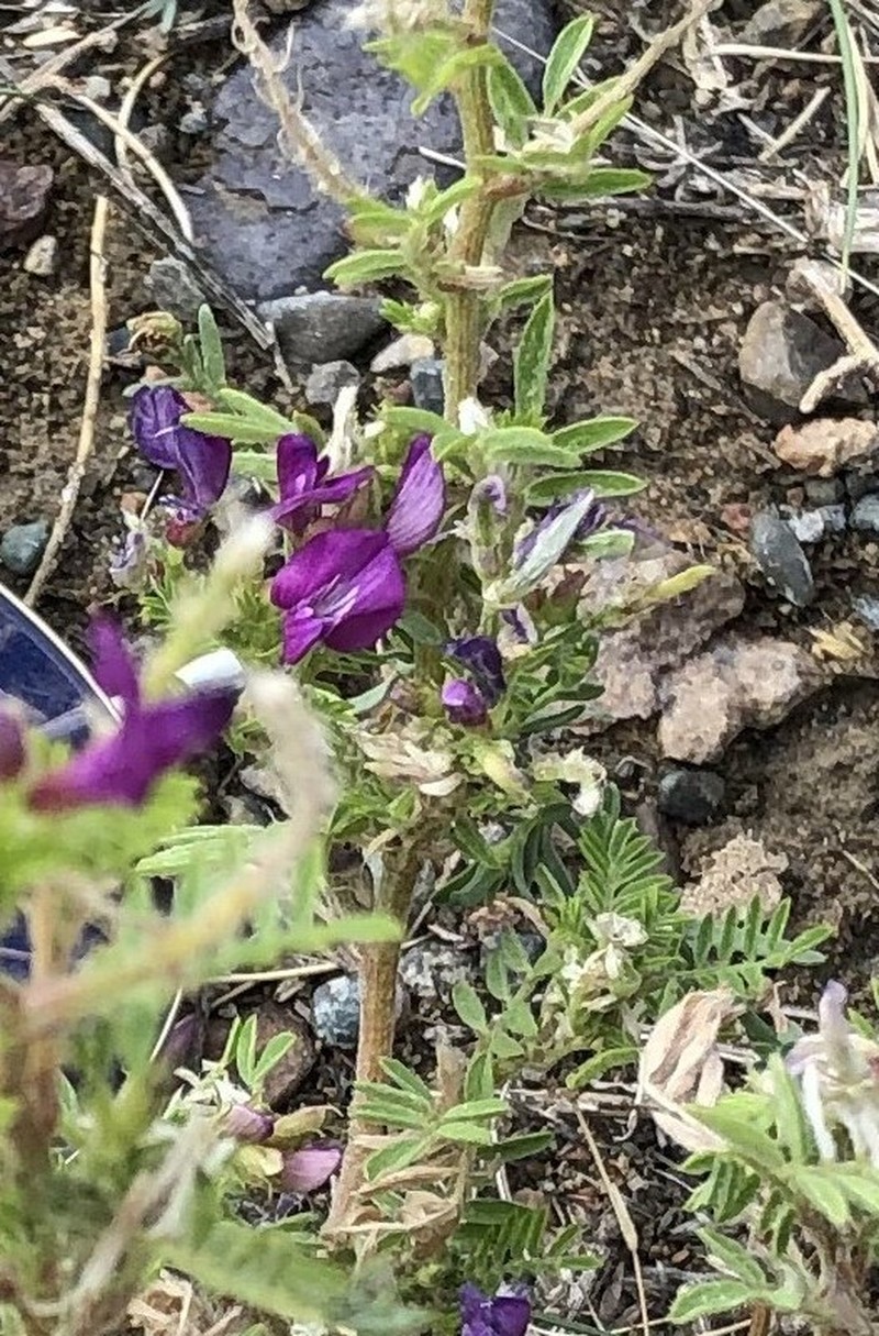 Astragalus davuricus photo 4