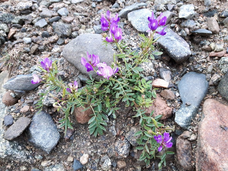 Astragalus davuricus photo 5