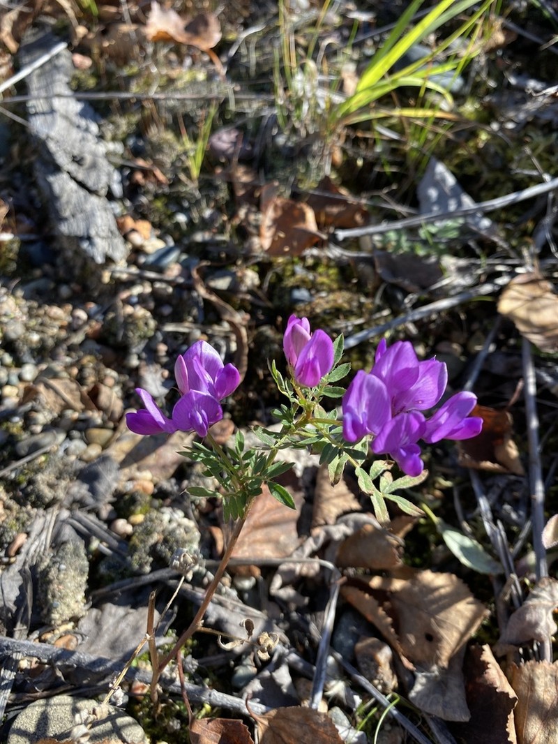 Astragalus davuricus photo 6