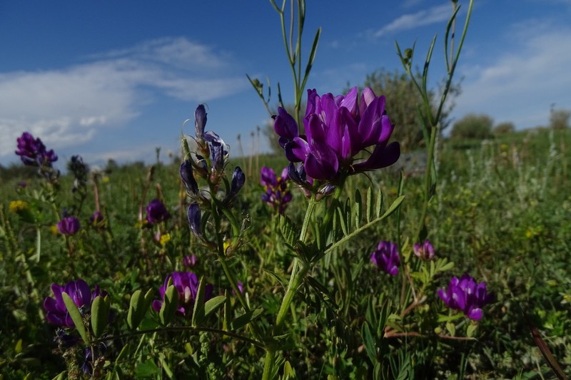 Astragalus davuricus photo 7