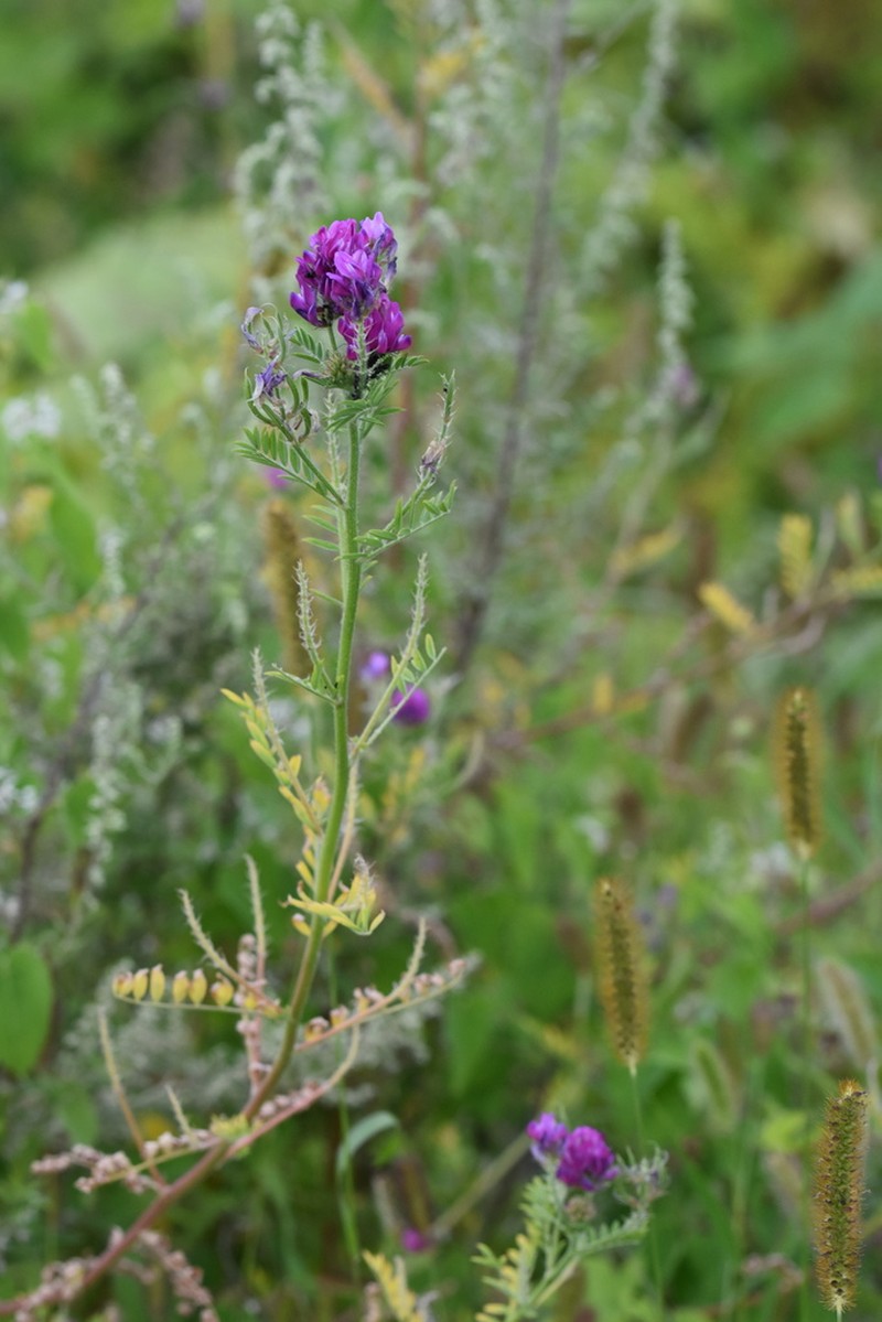 Astragalus davuricus photo 8