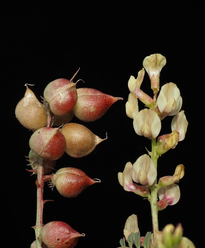 Deane's Milkvetch photo 2