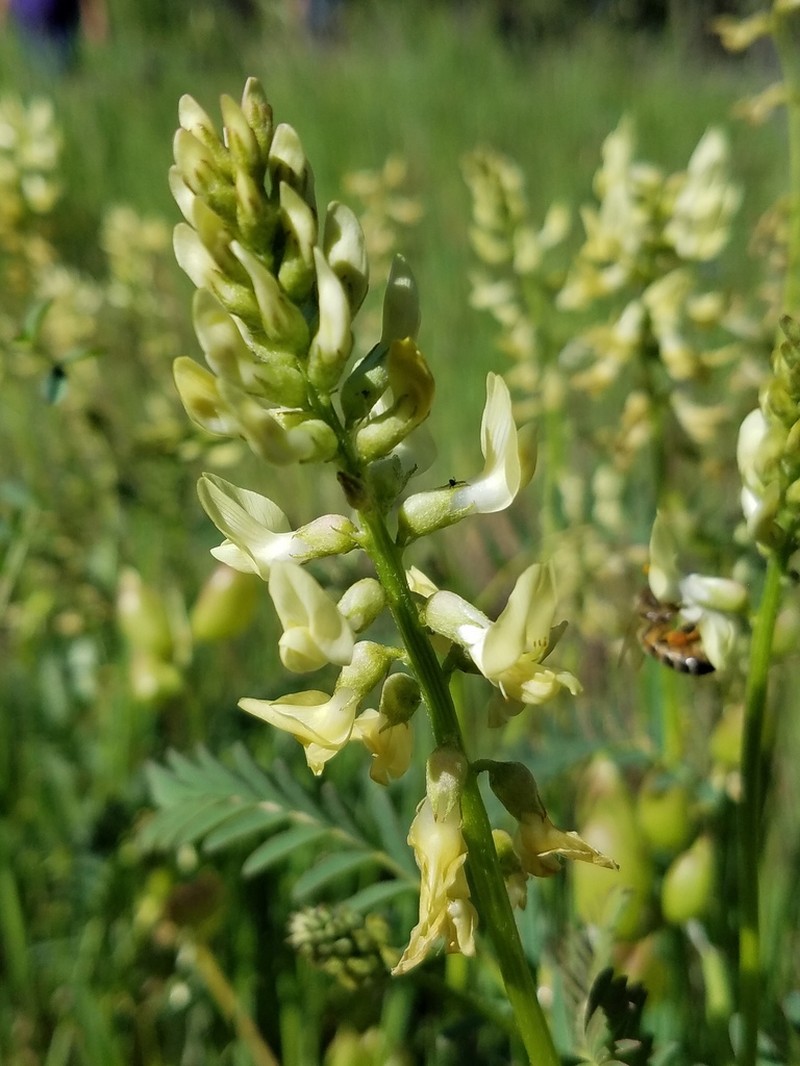 Deane's Milkvetch photo 3
