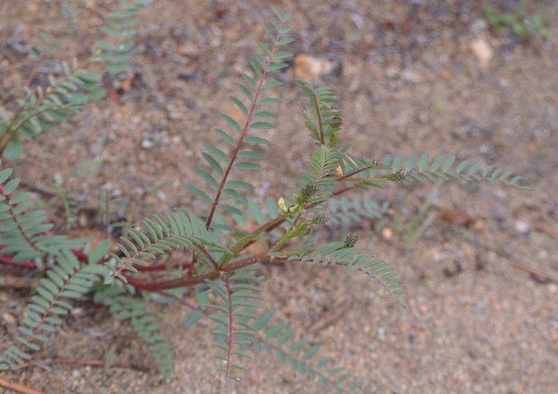 Deane's Milkvetch photo 4