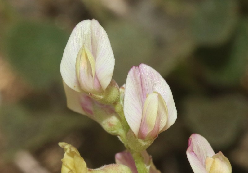 Deane's Milkvetch photo 5