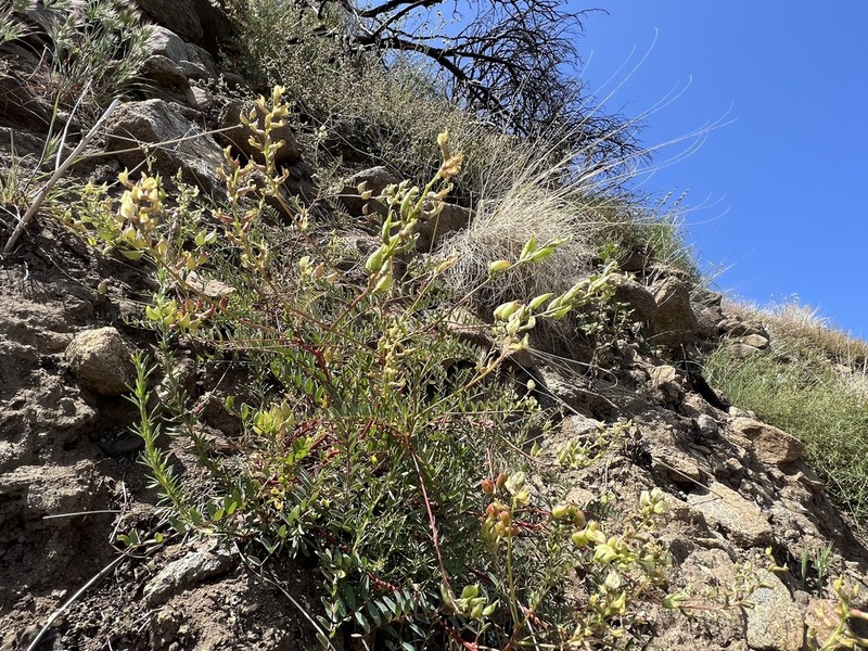 Deane's Milkvetch photo 6