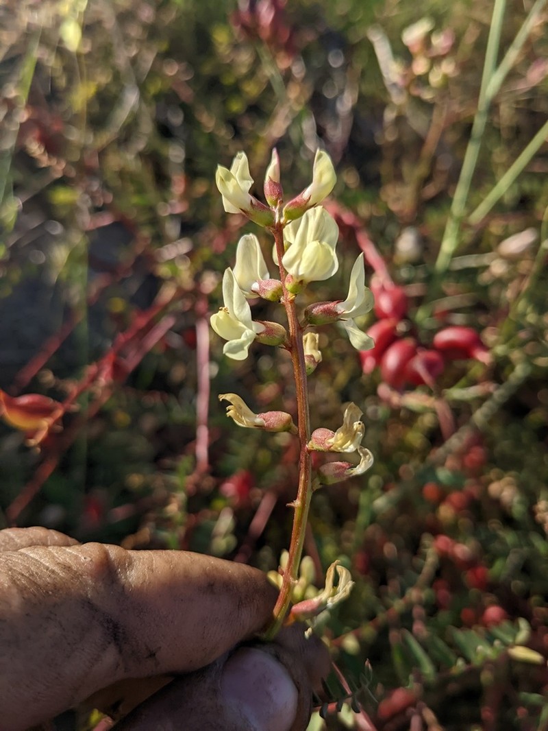 Deane's Milkvetch photo 7