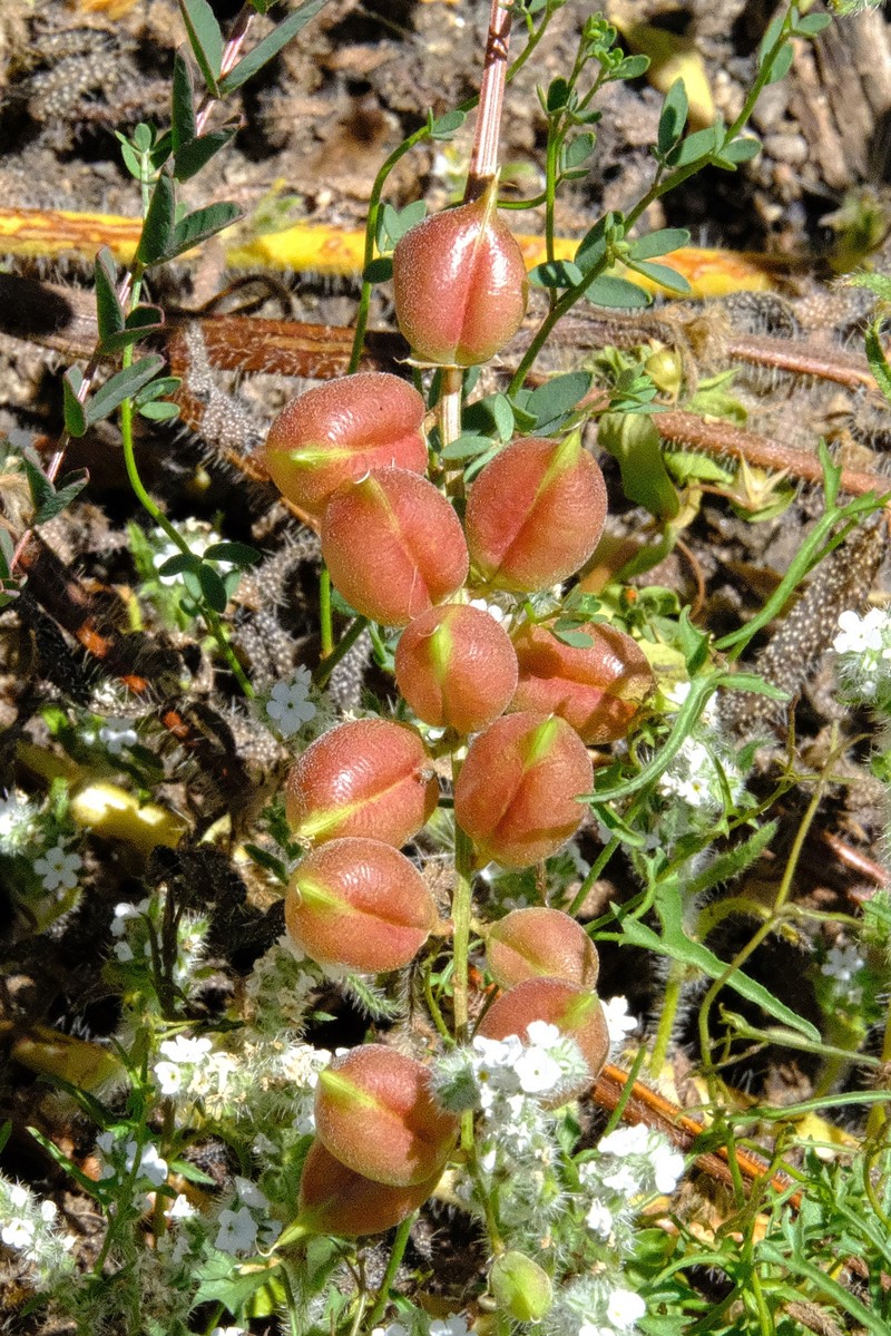 Deane's Milkvetch