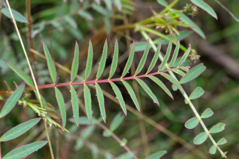 Deane's Milkvetch photo 3