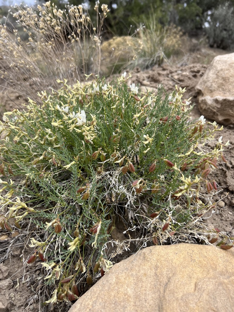 Debeque Milkvetch