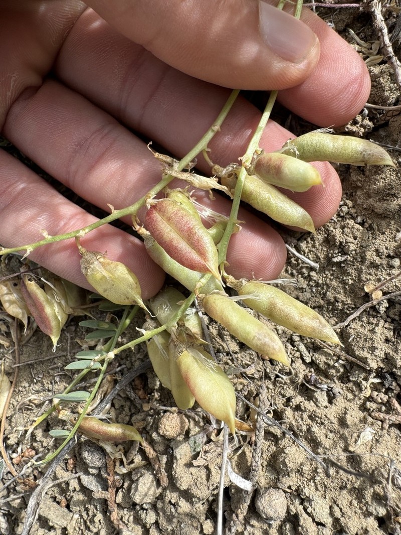 Debeque Milkvetch photo 3