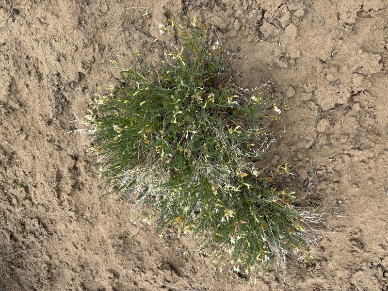 Debeque Milkvetch photo 4