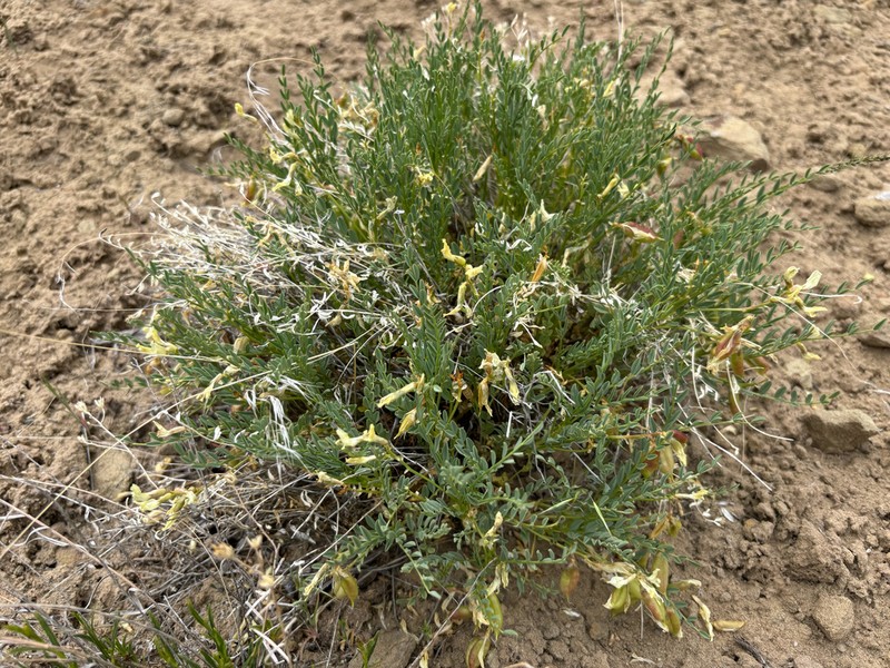 Debeque Milkvetch photo 5