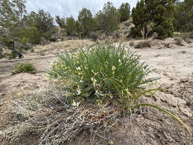 Debeque Milkvetch photo 6