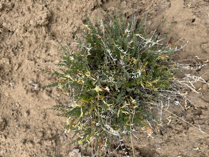 Debeque Milkvetch photo 7