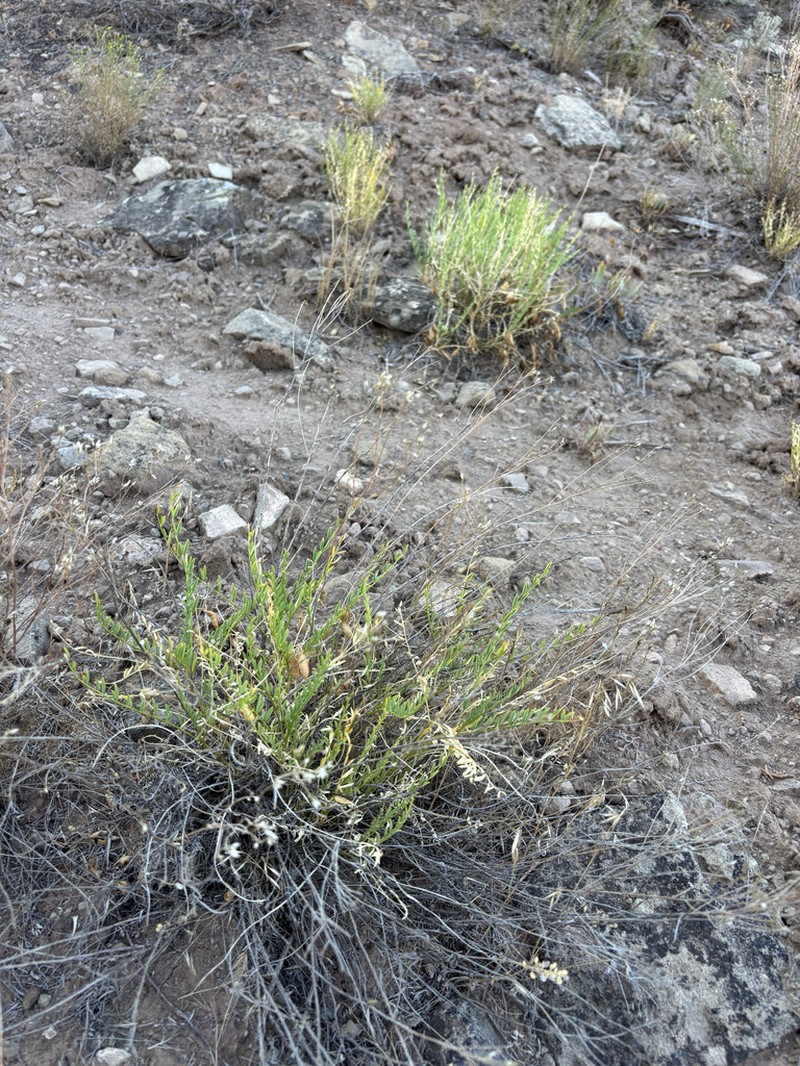 Debeque Milkvetch