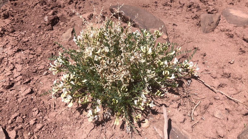 Debeque Milkvetch photo 2