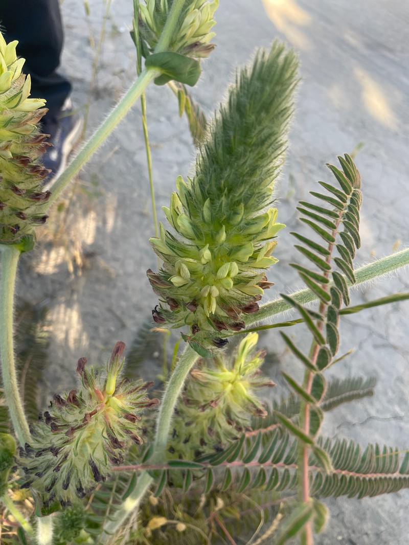 Astragalus decurrens