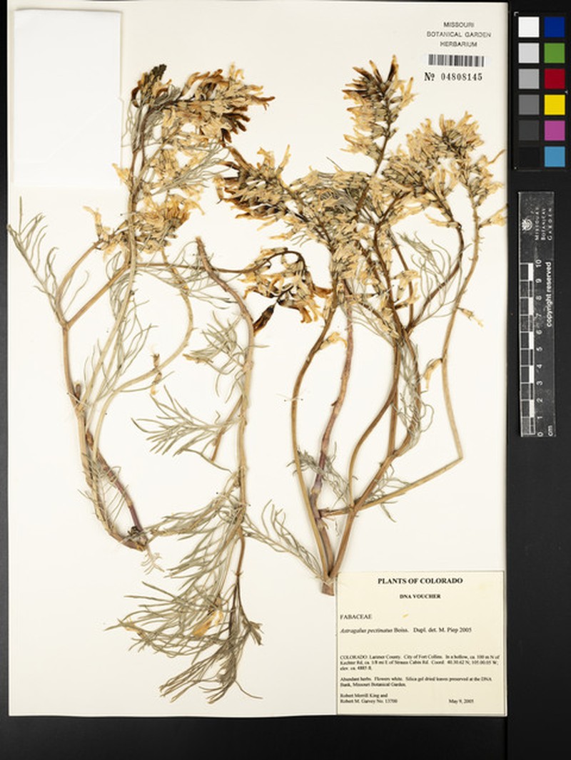 Astragalus decurrens photo 5