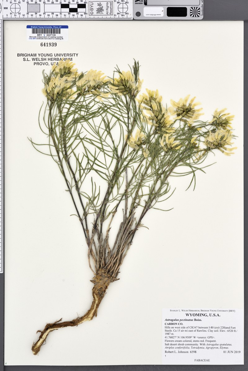 Astragalus decurrens