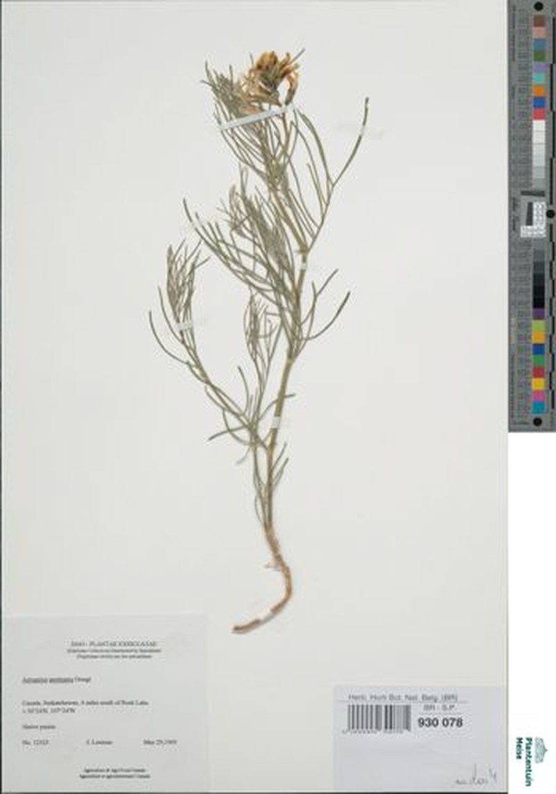 Astragalus decurrens photo 2