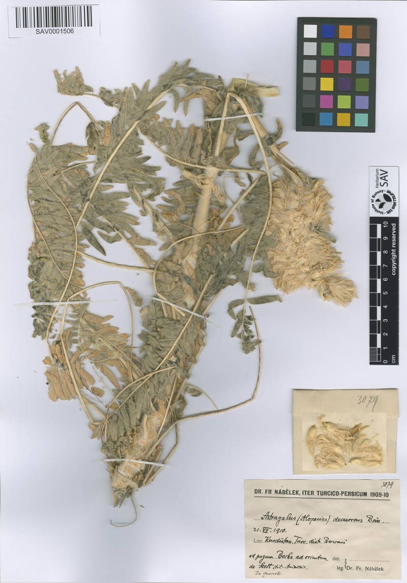 Astragalus decurrens photo 3