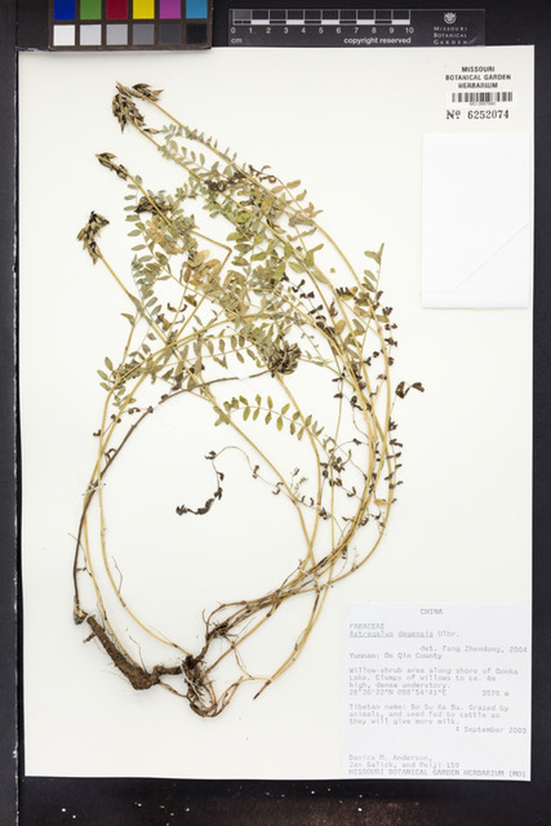 Astragalus degensis