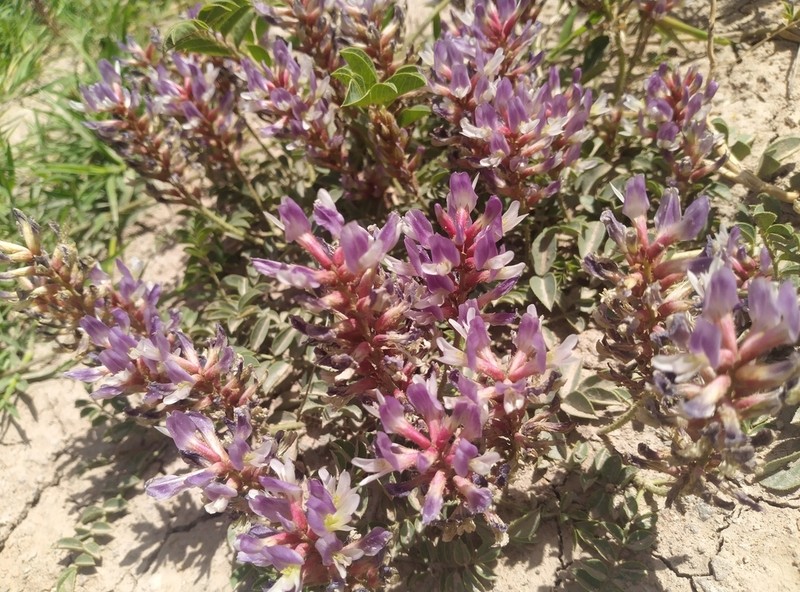 Astragalus demavendicus