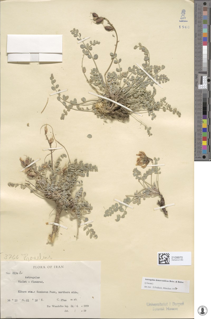 Astragalus demavendicus